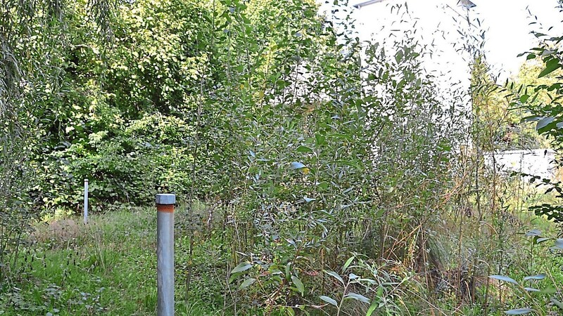 Die Messstellen für das Grundwassermonitoring sind gesetzt. Drumherum hat die Natur das Gelände für den geplanten Bürgerpark am Klosterberg zurückerobert.