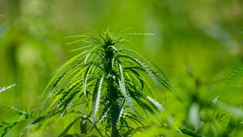 Die Polizei fand in Dingolfing mehrere Cannabispflanzen in einem Keller. (Symbolbild)