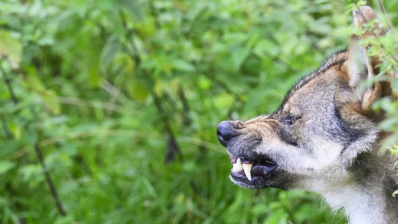 Ab 1. Januar könnten Wölfe vereinfacht abgeschossen werden. Das besagt ein Vorschlag von Umweltministerin Steffi Lemke. Ein "ansatzloses Abschießen" werde es aber nicht geben.