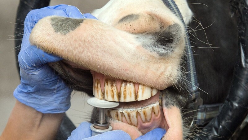 Eine Zahnbehandlung am Gebiss eines Pferdes kann Tierarzt Steven Schwarz auch durchführen.