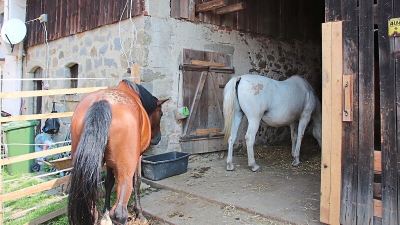 Die Veterinäre am Landratsamt kommen immer wieder zum Einsatz, wenn es Klagen über die nicht-artgerechte Haltung von Pferden gibt.
