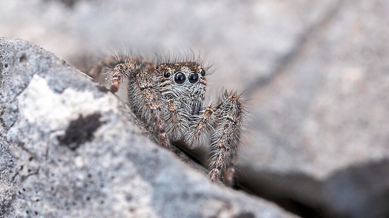 Fremd, schön, faszinierend: die wunderbare Welt der Spinnen.