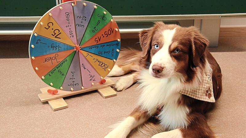 Mit seiner Pfote dreht Schulhund Sky das Rad mit den Kopfrechenaufgaben. Das Ergebnis schreiben die Schüler dann auf ihr Kopfrechenblatt.