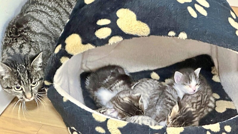 Diese stolze Mami, die im Raum Ösbühl aufgefunden wurde und in der Katzen-Auffangstation Zuflucht gefunden hat, blickt mit ihren süßen Katzen-Babys in eine ungewisse Zukunft.