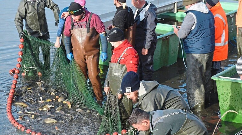 Abfischen des zehn Hektar großen Mühlweihers. Das erste Netz ist gezogen, der Fang schon vielversprechend.
