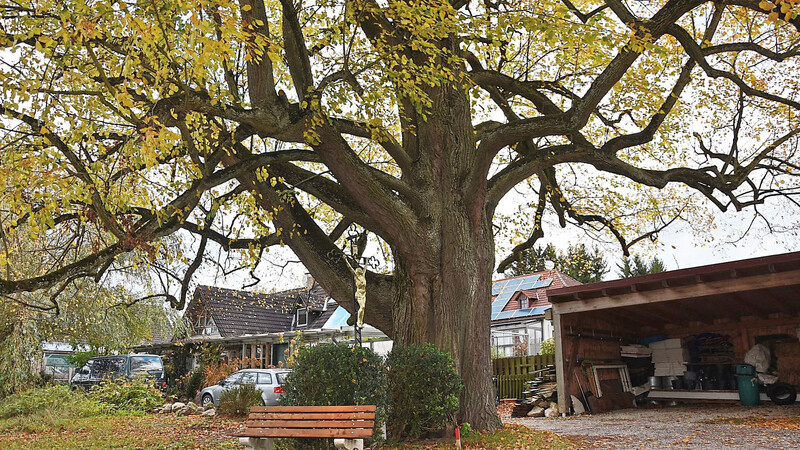 Ein mächtiger Baum mit zwei Meter Durchmesser und weit ausladendem Astwerk: Die Linde in Böham, bei der eine Ruhebank zum Verweilen einlädt.