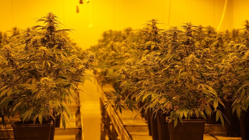 THC haltige Cannabis-Pflanzen stehen in einer legalen Zuchtanlage in der Schweiz. Die Zuchtanlage eines Landauers war da