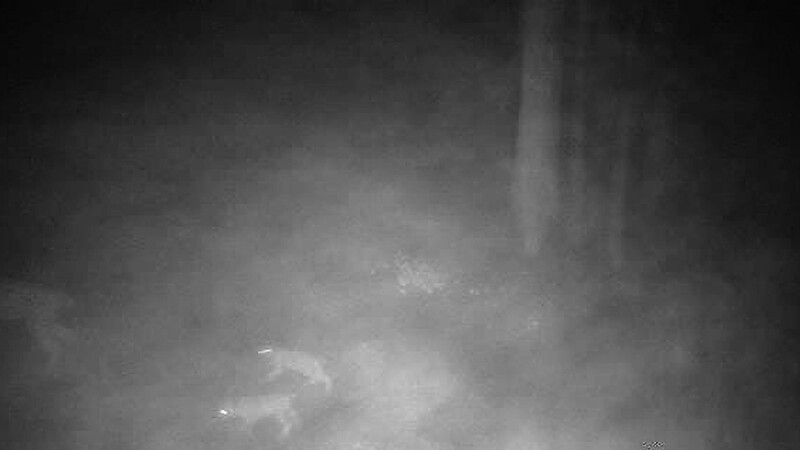 Die Aufnahme mit einer einfachen Wildtierkamera eines Jägers zeigt womöglich eine Luchsin mit ihren beiden Jungen. Aufgenommen wurde das Bild Anfang August im Bereich Degenberg bei Schwarzach.