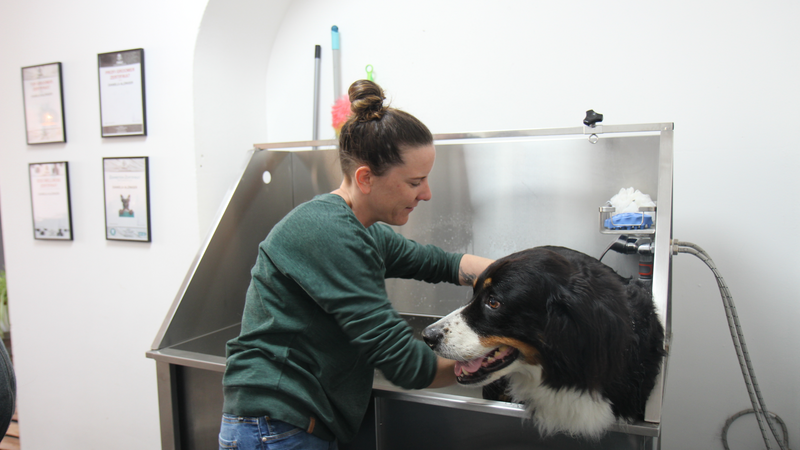 Betty wird von Hundefriseurin Daniela Alzinger gewaschen.