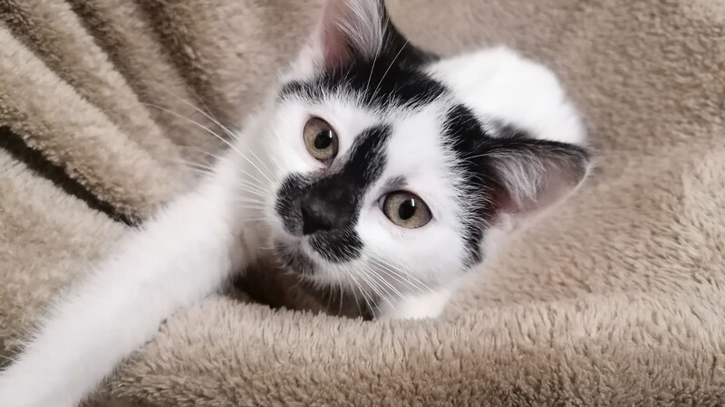 Aktuell leben über 100 Katzen im Plattlinger Tierheim. An den derzeit laufenden Sondervermittlungstagen sollen auch diese - wie bereits etwa 700 andere Katzen in diesem Jahr - ein neues zuhause finden.