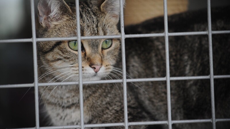 Die Polizei fand in der Garage einer 32-Jährigen in Bruckberg eine kranke Katze in einem Käfig. (Symbolbild)