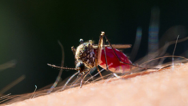Immer nervig, manchmal gefährlich: Mücken.