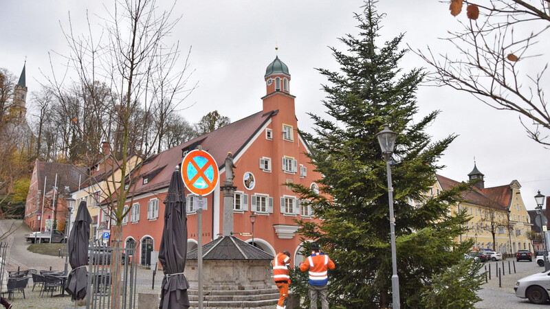 Der Christbaum am Marktplatz Pfaffenhofen wird ab dem ersten Advent in vollem Glanz erstrahlen.