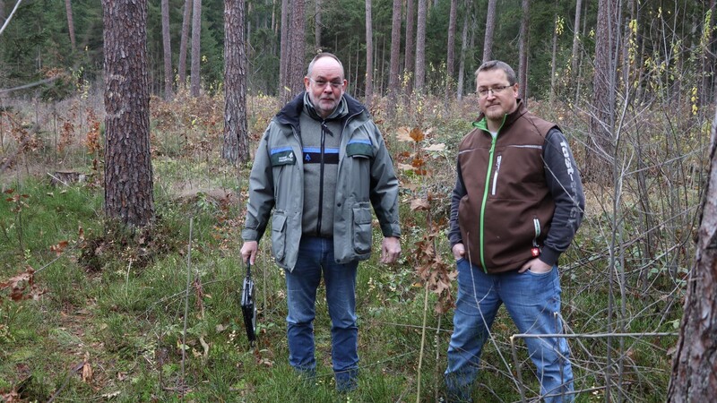 Wolfgang Bucher (rechts) zusammen mit Renso Eck bei einer jungen Eiche: In einigen Jahren werden die Bäume zu einem zukunftsfähigen Wald herangewachsen sein.