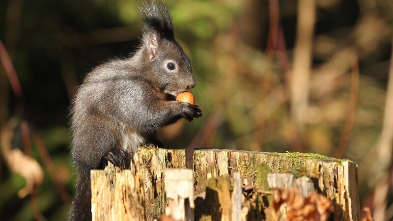 Nusssträucher im Garten liefern den Eichhörnchen energiereiche Nahrung über den Winter.