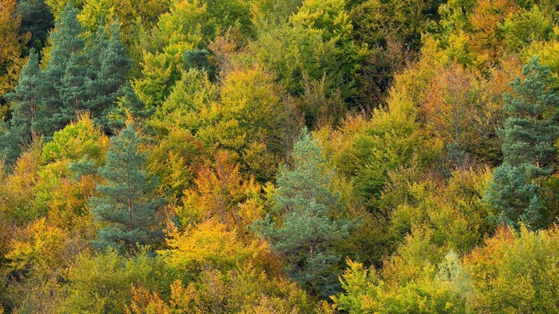 Für den Waldbericht begutachten Sachverständige jährlich im Sommer über 17500 Bäume an 452 Inventurpunkten in Bayern.