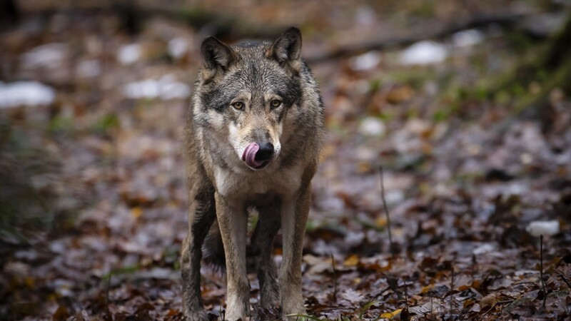 Jagdminister Hubert Aiwanger fordert, dass Berlin für den Wolf einen günstigen Erhaltungszustand feststellt. Dann könnte man einzelne Tiere abschießen.