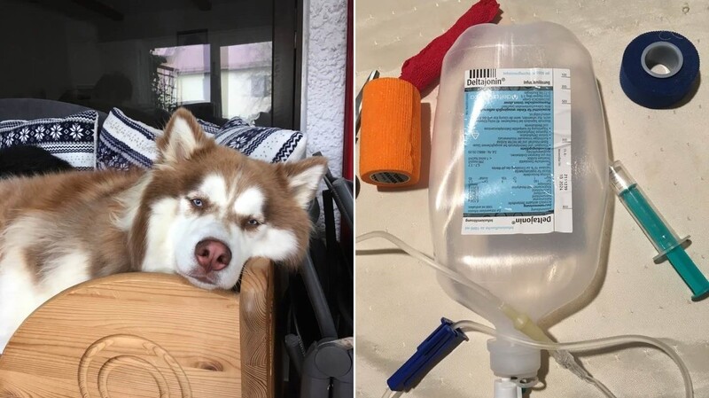 Nach überstandener Behandlung erholte sich Chinook von der Vergiftung. Mittlerweile ist sein Gesundheitszustand laut Ärztin und Besitzerin stabil (links). Insgesamt drei Liter Infusionen erhielt das Haustier (rechts).