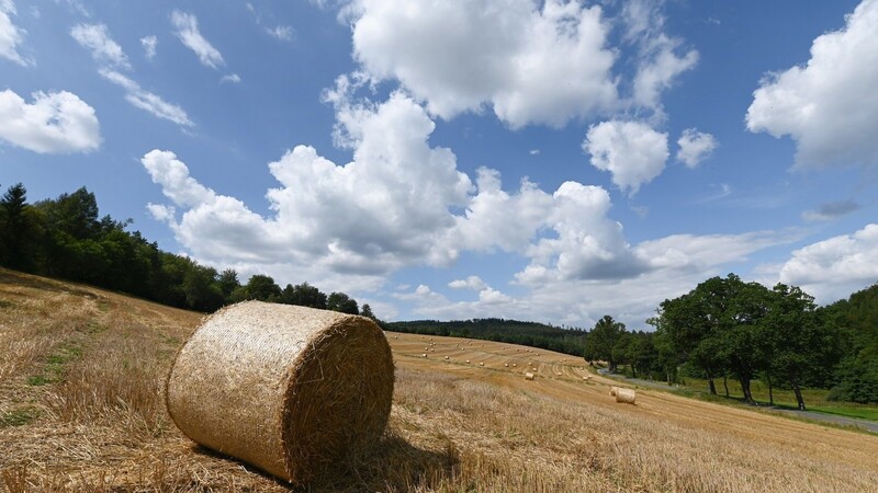 Wie sehr sich die Dürre in diesem Jahr auf die Ernte der Bauern ausgewirkt hat, gibt der Deutsche Bauernverband am Freitag bekannt.