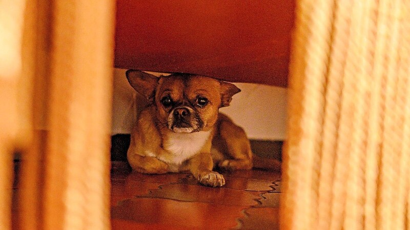 Viele Hunde verstecken sich aus Furcht unter Sofa, Tisch oder Eckbank.