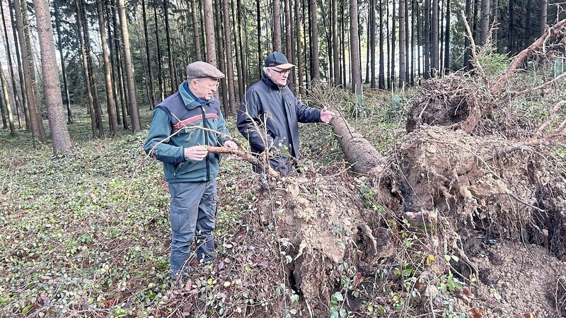 Land- und Forstwirt Rupert Müller (rechts) begutachtet zusammen mit Klaus Stögbauer, Bereichsleiter Forsten am Amt für Ernährung, Landwirtschaft und Forsten in Straubing, einen Baum, der durch die letzten massiven Schneefälle umgestürzt ist.