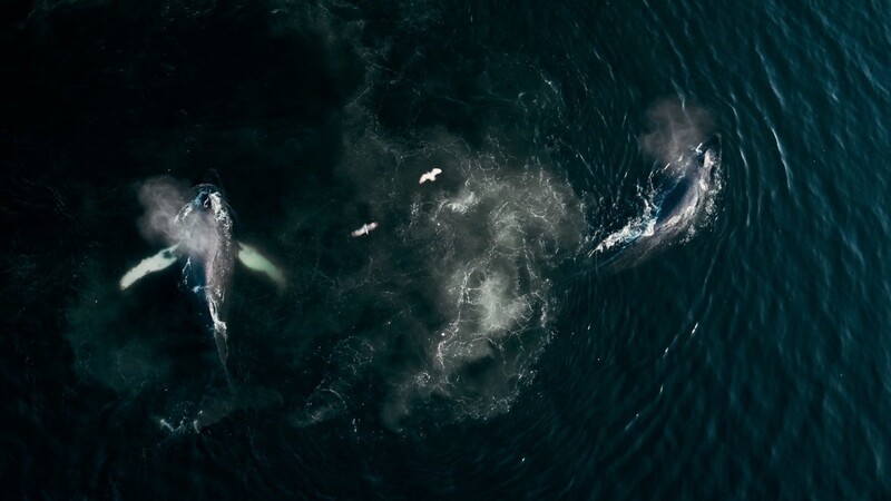 Mit "The Whale and the Raven" eröffnet am Mittwoch, 8. Mai, das Internationale Dokumentarfilmfestival München: Es ist die Geschichte der verbliebenen Einwohner der First-Nation-Siedlung an der rauhen Westküste Kanadas und ihrer Beziehung zur Natur.