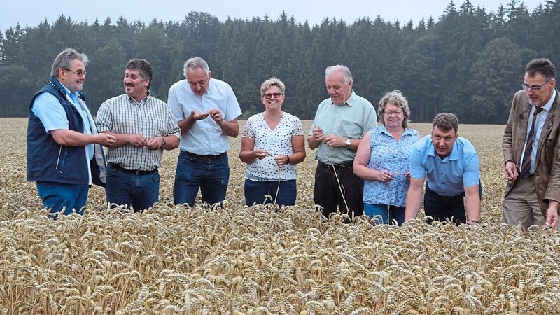 BBV-Bezirkspräsident Gerhard Stadler (rechts) beim Erntegespräch mit den Landwirtschaftsexperten aus dem Landkreis Kelheim inmitten eines Weizenfeldes.