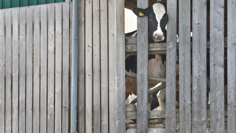Drei Milchbauern aus dem Allgäu und ein Putenschlachter in Oberbayern müssen sich Tierquälerei-Vorwürfen stellen.