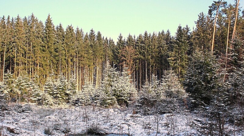 Hohe, dünne Fichten im Hintergrund, davor eine Pflanzung junger Bäume: Noch sind überwiegend Fichten in den Wäldern der Region.