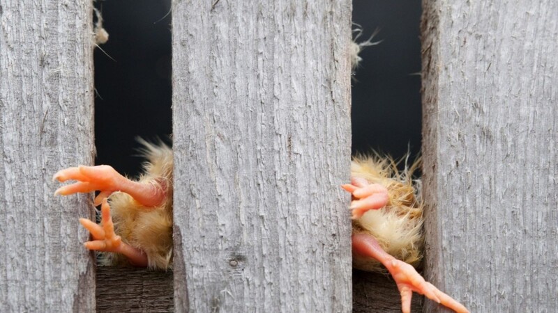 Zwei tote Küken stecken zwischen den Latten einer Voliere in der Greifvogelpflegestation Stettfeld.