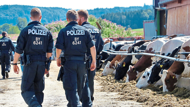 Polizisten, Staatsanwälte und Tierärzte vom Landesamt für Gesundheit und Lebensmittelsicherheit haben am Mittwoch einen Milchviehbetrieb im Allgäu durchkämmt und Beweise gesichert.
