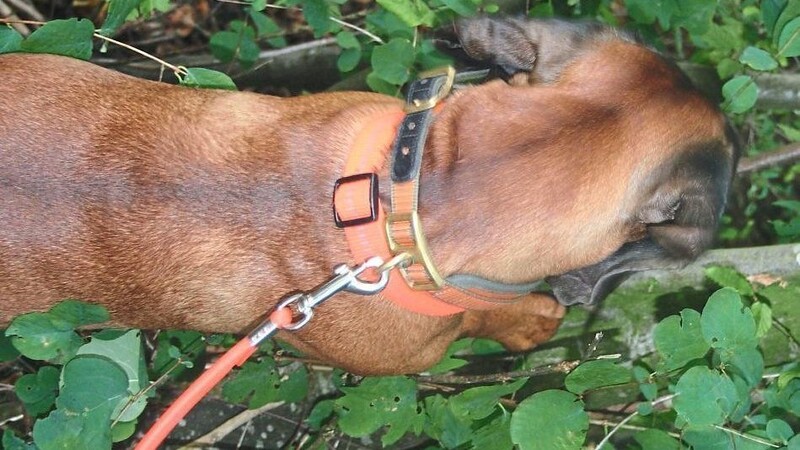 Ein Hund wurde durch einen mit Klingen präparierten Köder verletzt. (Symbolfoto)