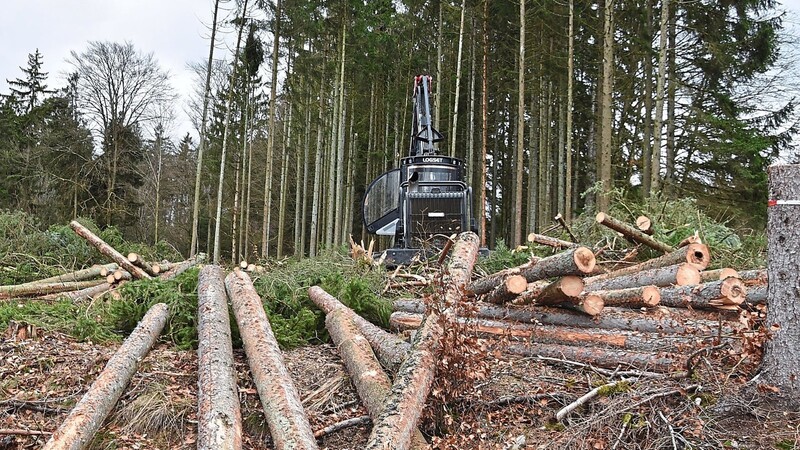 Baum für Baum bahnt sich der 750 PS starke Harvester seinen Weg durch den Forstmühler Forst.