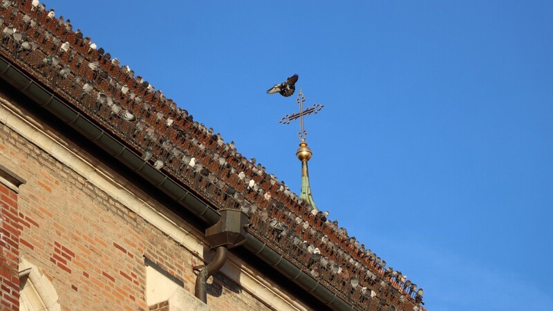 Besonders auf dem Dach der Basilika St. Jakob sitzen viele Stadttauben.