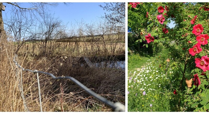 Halme sind für viele Insekten wichtig, um zu überwintern (links). Lila, weiß, grün: So sieht der Garten des Paares Voit/Inkoferer im Sommer aus.
