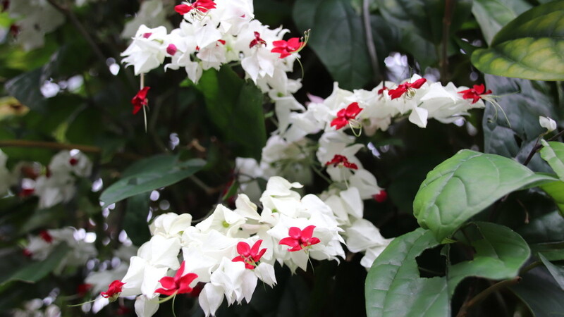 Im Gewächshaus blüht die Unschuldige Liebe (Clerodendrum Thomsoniae) aus Westafrika / Kamerun.