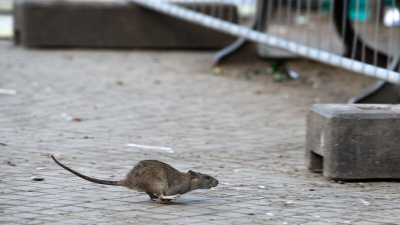Einige Landwirte vermuten, dass Ratten das Messergebnis des Grundwassers verfälschen.