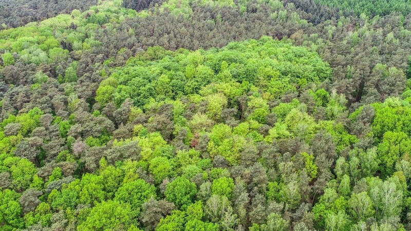 Dem Wald geht es schlecht. Gerade der Klimawandel macht ihm zu schaffen.