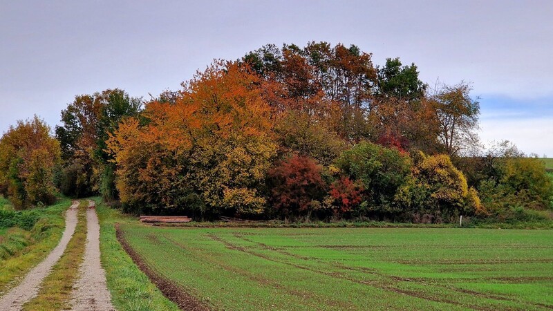 Im Herbst erstrahlt das Postauer Feldgehölz in den schönsten Farben.