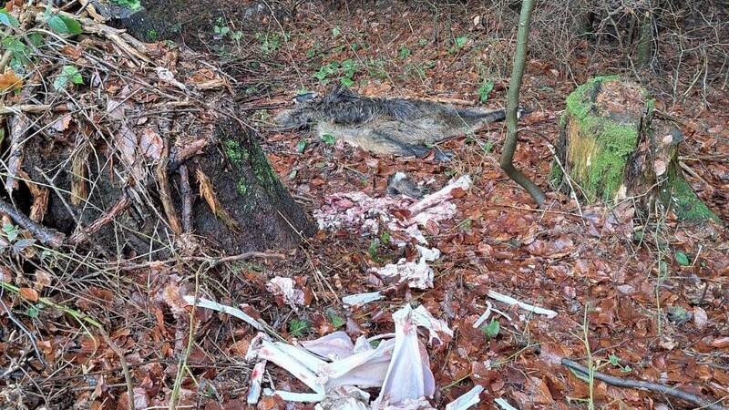 Knochen, Laufstücke und Schwarten von zwei Wildschweinen hatte ein unbekannter Täter bei Neurittsteig einfach in den Wald geworfen.