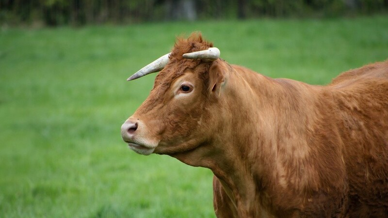 Ein Stier hat einen Landwirt aus Landau mit den Hörnern verletzt.