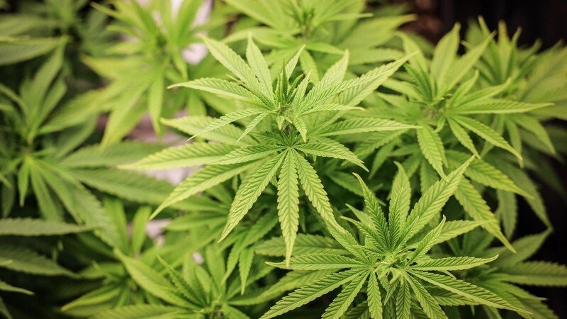 Das Cannabis-Gesetz bezeichnet der bayerische Ministerpräsident Markus Söder als "Schaden für das Land".