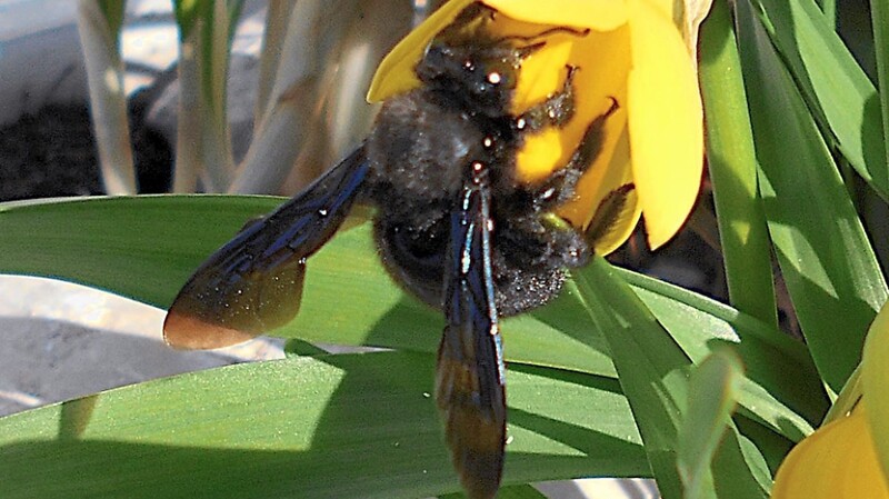 Eine Holzbiene war am Sonntag in Rutzenbach (Gemeinde Leiblfing) unterwegs. Ihr hummelartiger Körper mit der meist schwarzen Behaarung und den schwarz-violett irisierenden Flügeln unterscheidet sie von anderen Bienengattungen.
