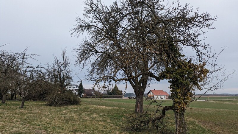 Müssen weichen: Die alten Obstbäume im Süden des geplanten Baugebiets Attenhausen Nord-Ost sollen gefällt werden. Weil sie als Unterschlupf für Fledermäuse dienen, sind Ausgleichsmaßnahmen vorgesehen.