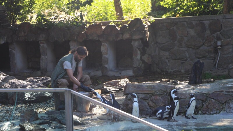 Momentan sind die Pinguine nicht ganz so verfressen wie üblich. Dennoch trägt Thomas Zagelow vorsichtshalber einen Gummihandschuh - denn die Schnäbel der Pinguine sind spitz.
