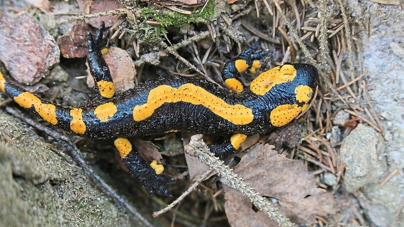 Der Feuersalamander steht in Deutschland auf der Vorwarnliste, in Bayern gilt er als gefährdet.