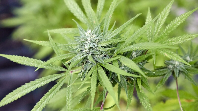 Eine Cannabispflanze: Die CSU wehrt sich weiterhin gegen die Teil-Legalisierung von Cannabis.