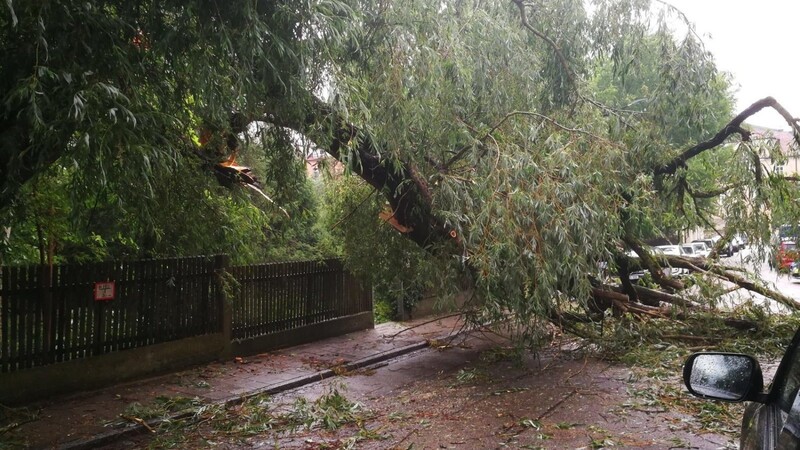 Bei dem Unwetter am Montag ist ein Baum in Regensburg auf die Straße gestürzt.