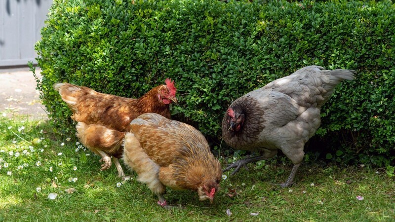 Dürfen "Lady Gacka" (rechts) und andere Hühner auch im Garten eines Wohngebiets gehalten werden?