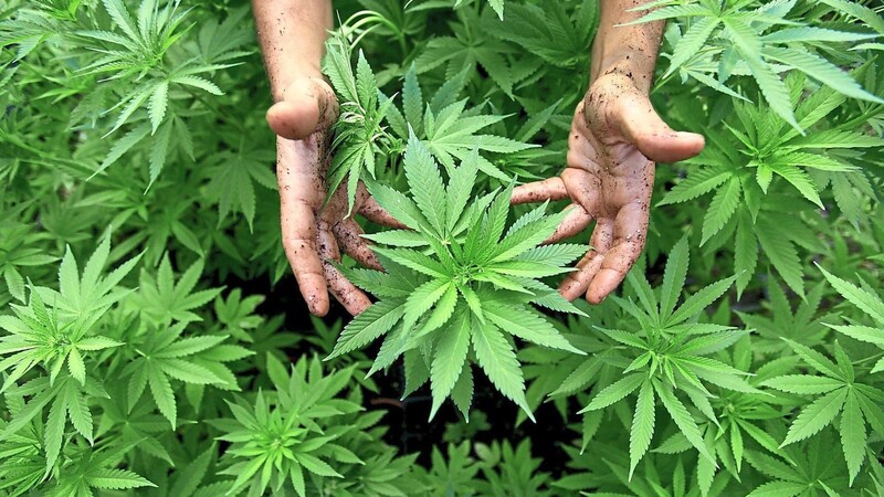 Cannabis: Kommt die Legalisierung, ist ab dem 1. April der Eigenanbau von drei weiblichen Pflanzen pro Person straffrei, vorausgesetzt die Pflanzen sind nicht für Minderjährige zugänglich.